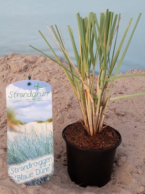 Strandroggen Leymus arenarius 'Blaue Düne' Winter