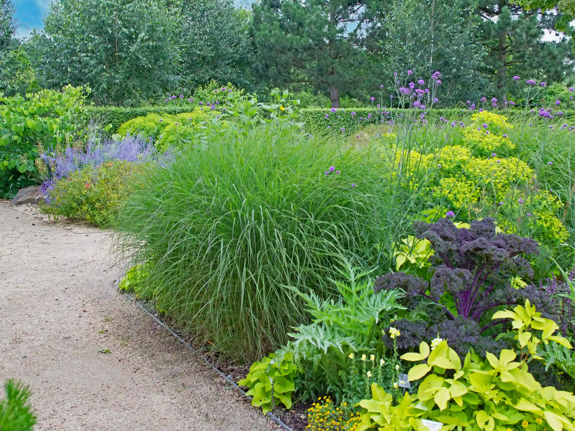 Miscanthus sinensis 'Gracillimus' - graziles Chinaschilf mit feinem Laub, perfekt für naturnahe Pflanzungen und moderne Gartengestaltung.