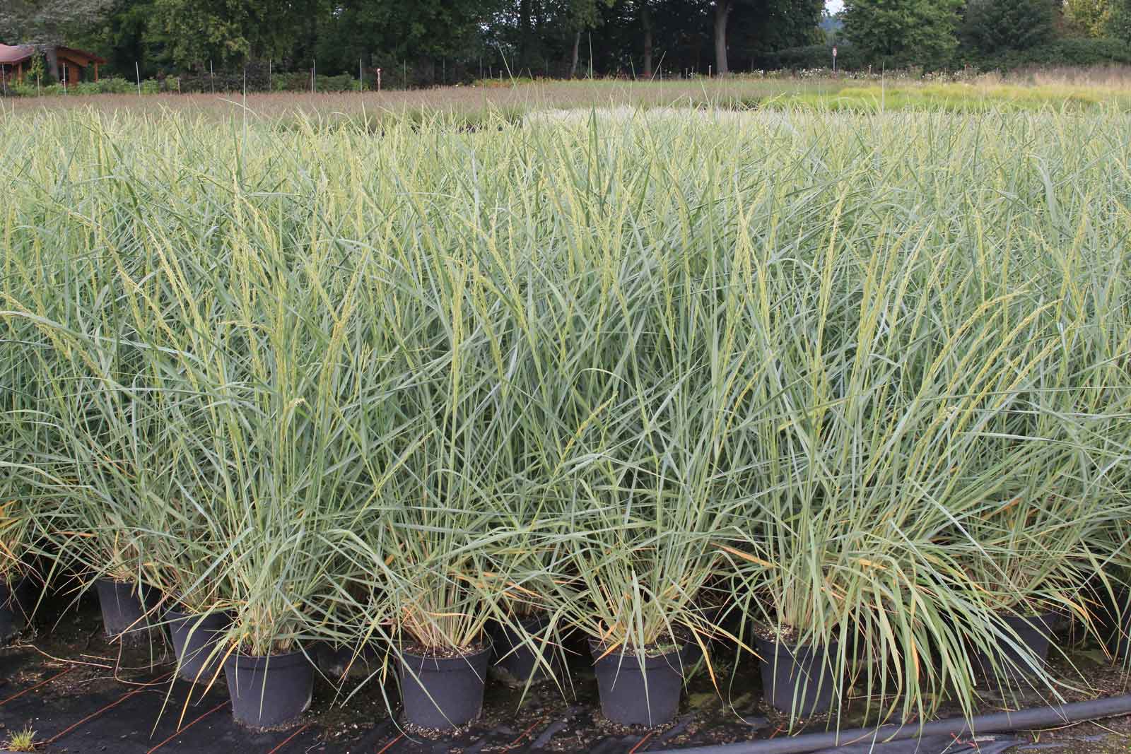 Strandhafer 'Ammophila breviligulata'