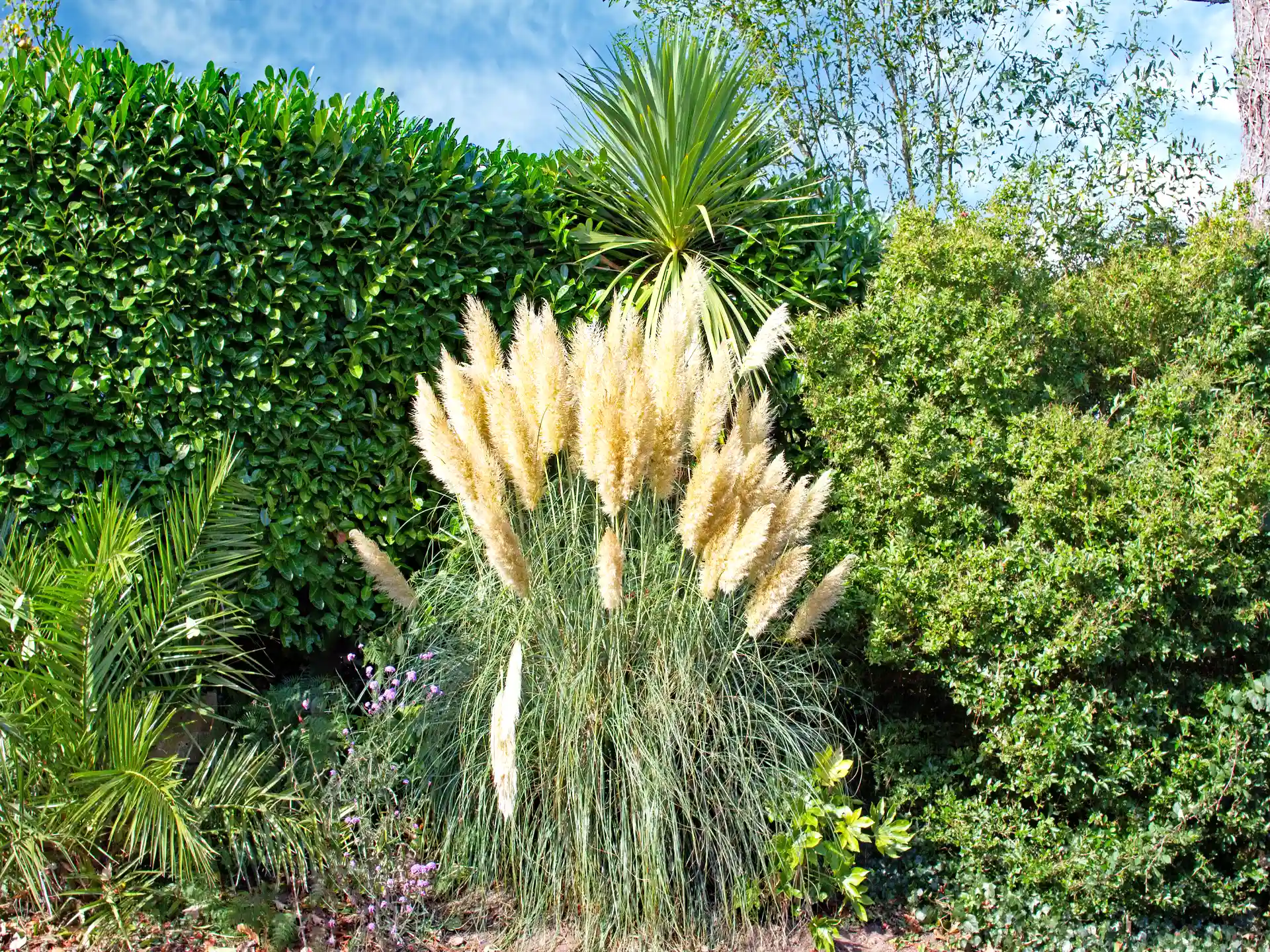 Dekoratives Pampasgras mit hohen Wedeln im Garten, mediterrane Pflanzen im Hintergrund.