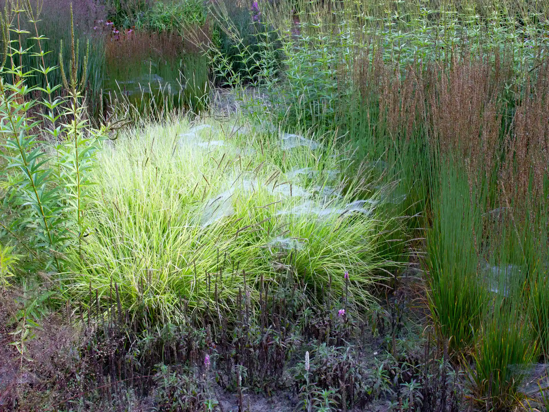 Pfeifengras Molina caerulea 'Moorhexe'