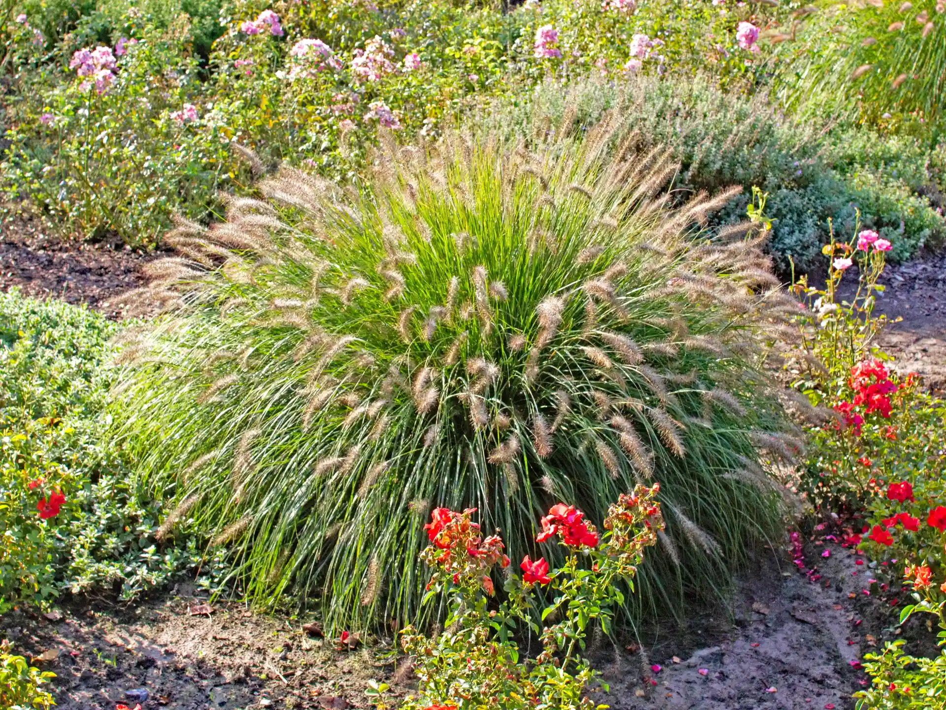 Kompakter Horst von Pennisetum alopecuroides 'Hameln' mit zarten, flauschigen, Blütenähren und grünem Laub, umgeben von roten Blüten im Garten.