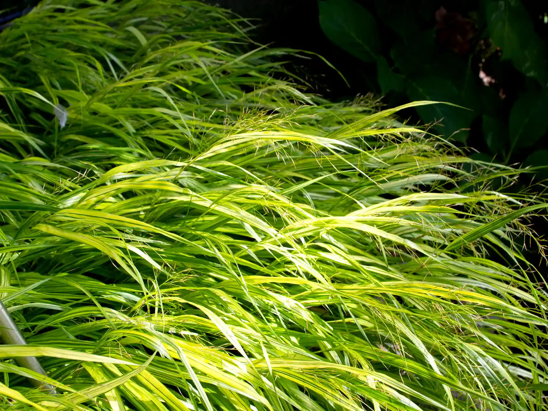 Nahaufnahme von Hakonechloa macra mit gestreiftem Laub in halbschattiger Lage.