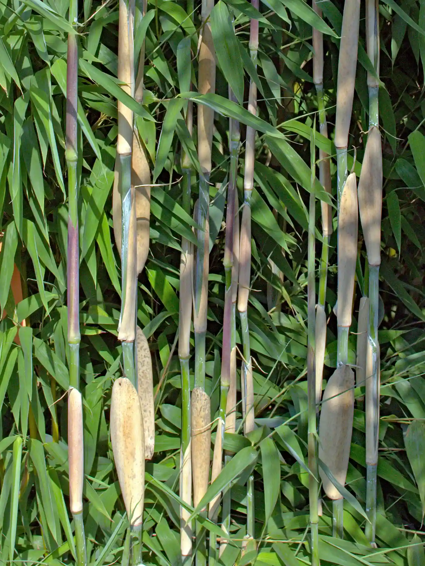 Bambus-Fargesia-Ivory-Ibis-4