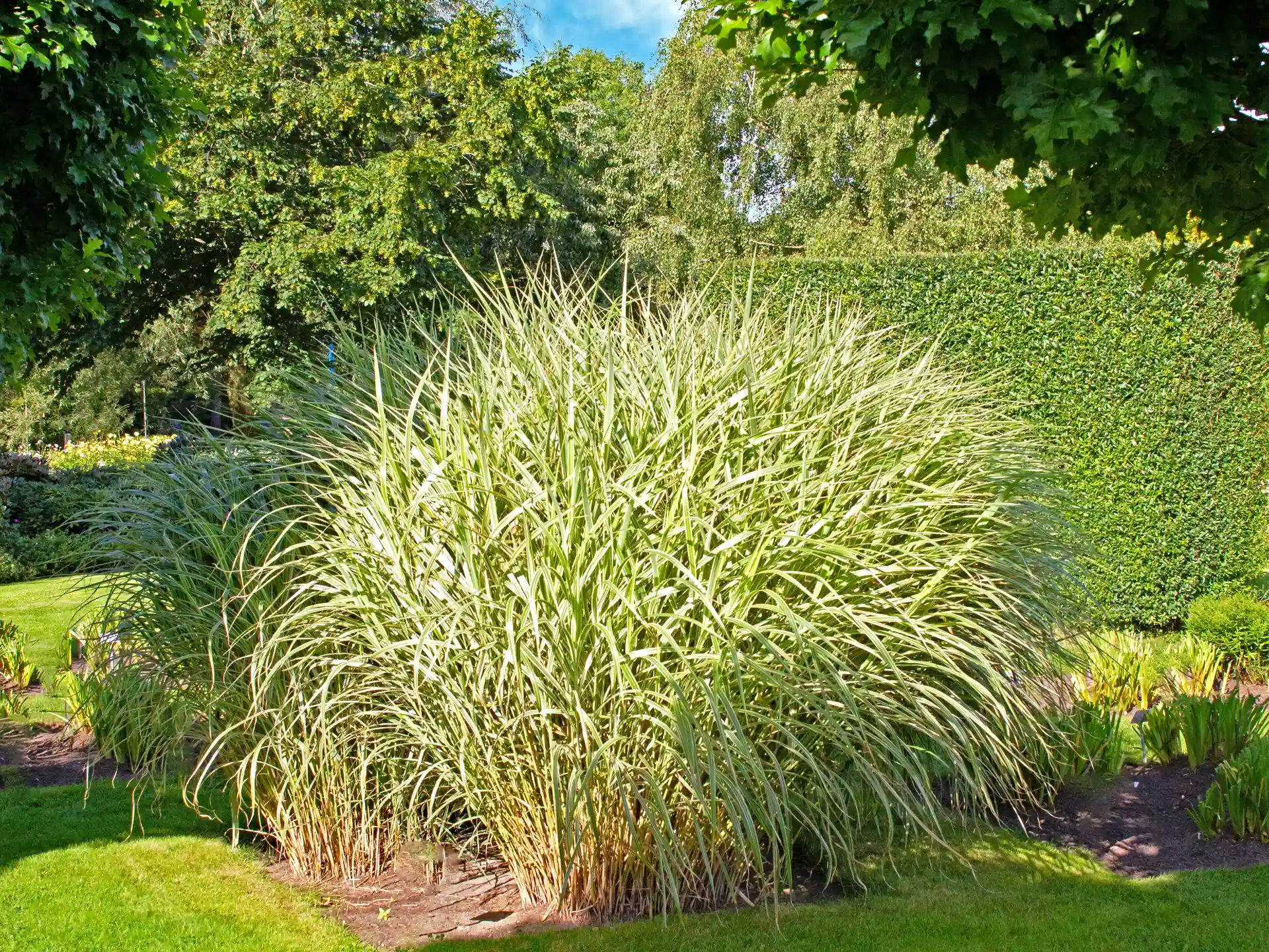 Chinaschilf Miscanthus sinensis Variegatus im Garten – aufrecht wachsendes, mehrjähriges Ziergras mit dekorativer Weißpanaschierung.