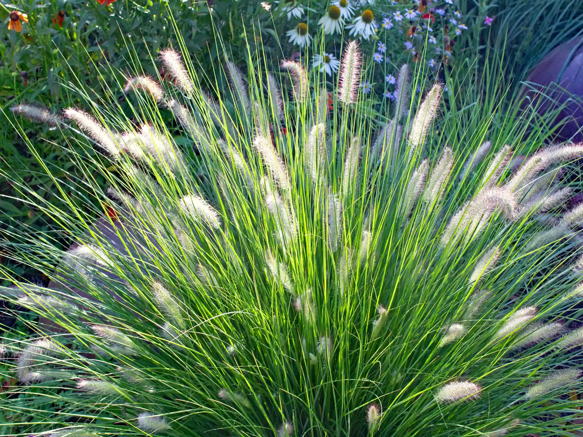 Pennisetum alopecuroides 'Hameln' mit halbkugliger Wuchsform und zahlreichen cremeweißen Blütenähren über frischem, grünem Laub im Staudenbeet.