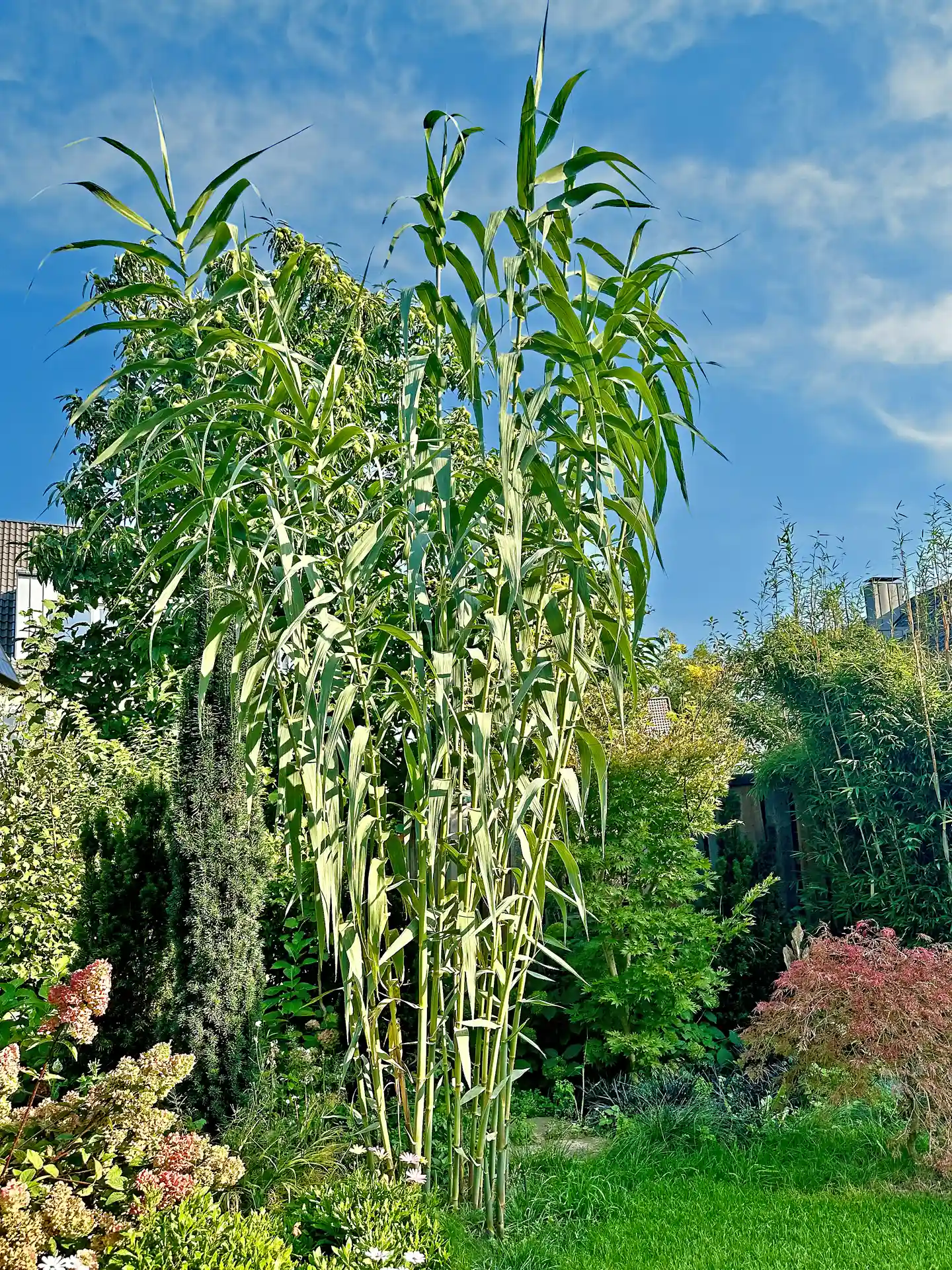 Arundo Donax - imposantes Riesengras mit kräftigem Wuchs, ideal als Solitär oder Sichtschutzpflanze im Garten.