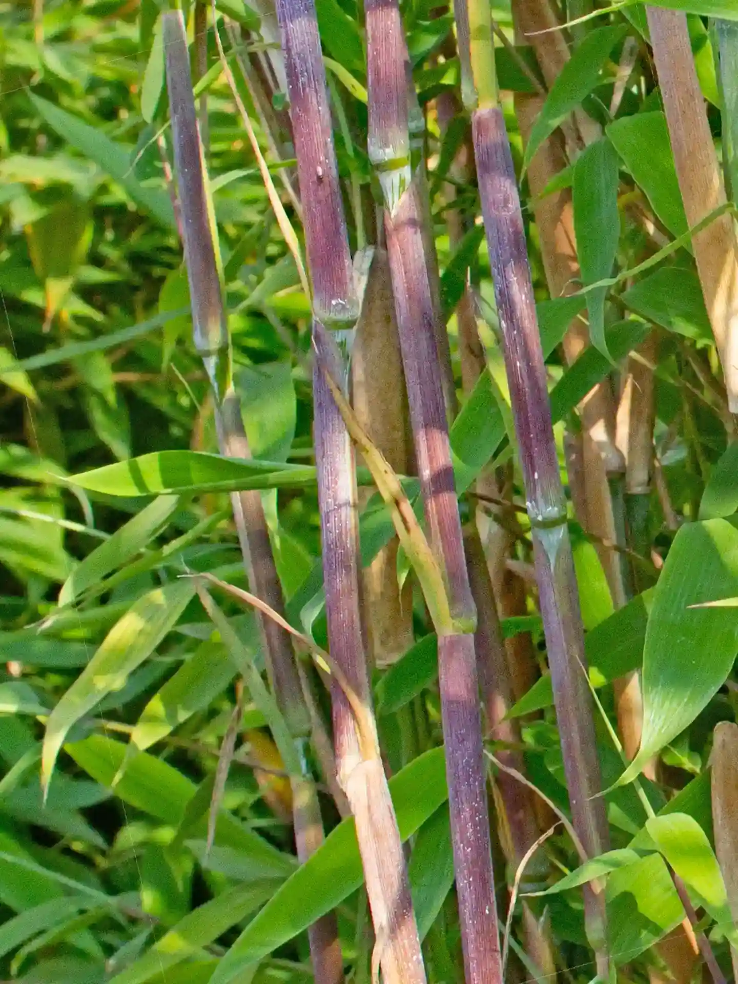 Violett-rötliche Halme mit grünem Blattwerk des Fargesia 'Maasai' - farbintensive Bambusart für moderne Gartengestaltung.