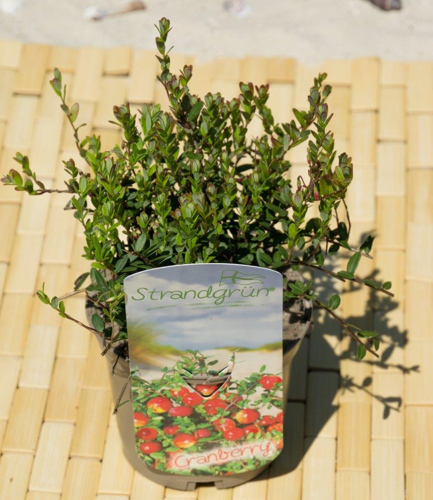 Cranberry