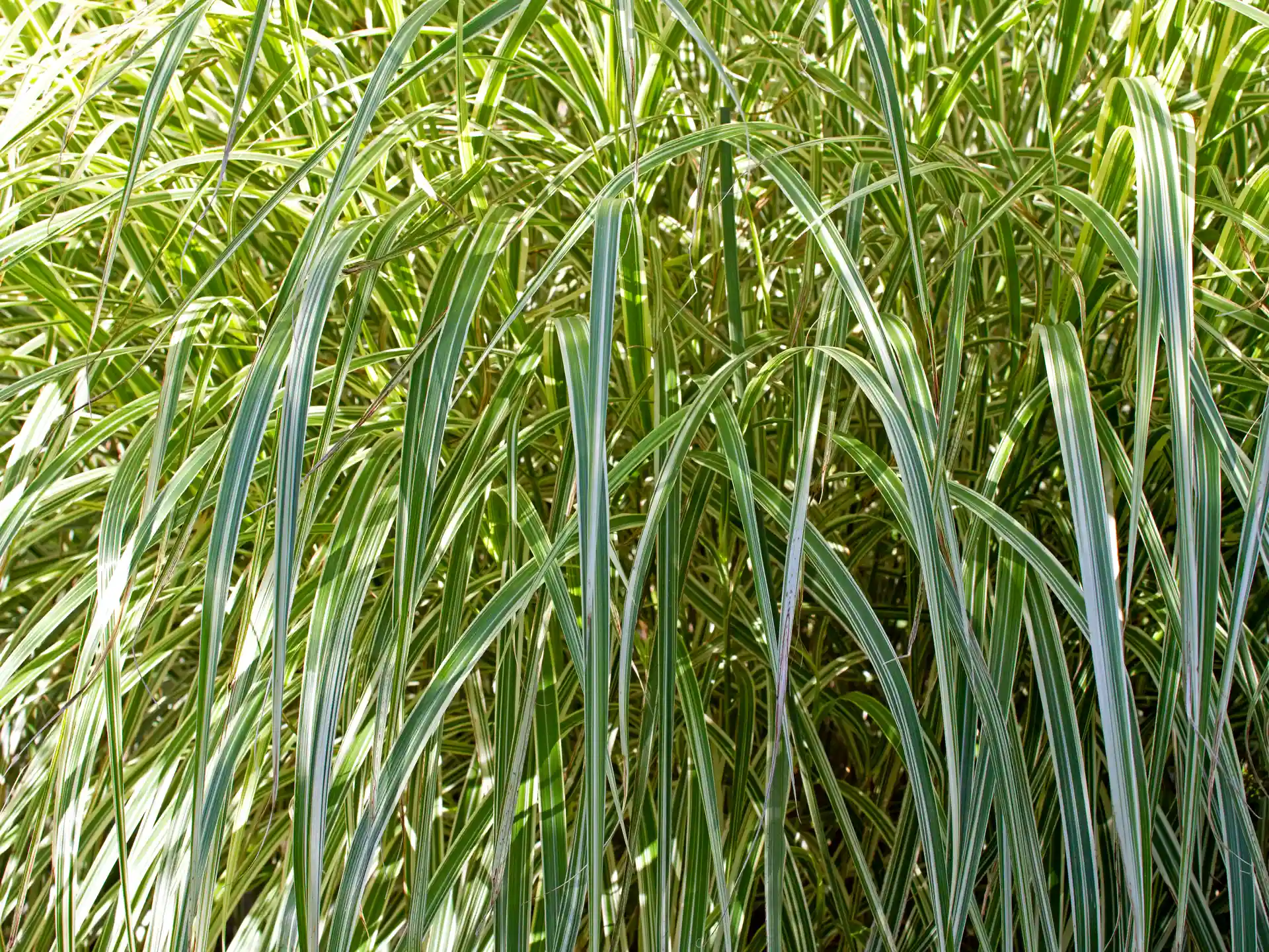 Nahaufnahme von Chinaschilf Miscanthus sinensis Variegatus – grün-weiß gestreifte Blätter mit elegant überhängendem Wuchs.