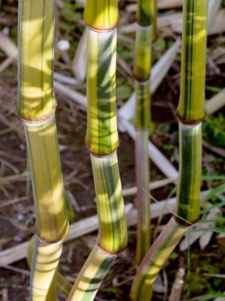 Phyllostachys aureosulcata 'Argus' 1
