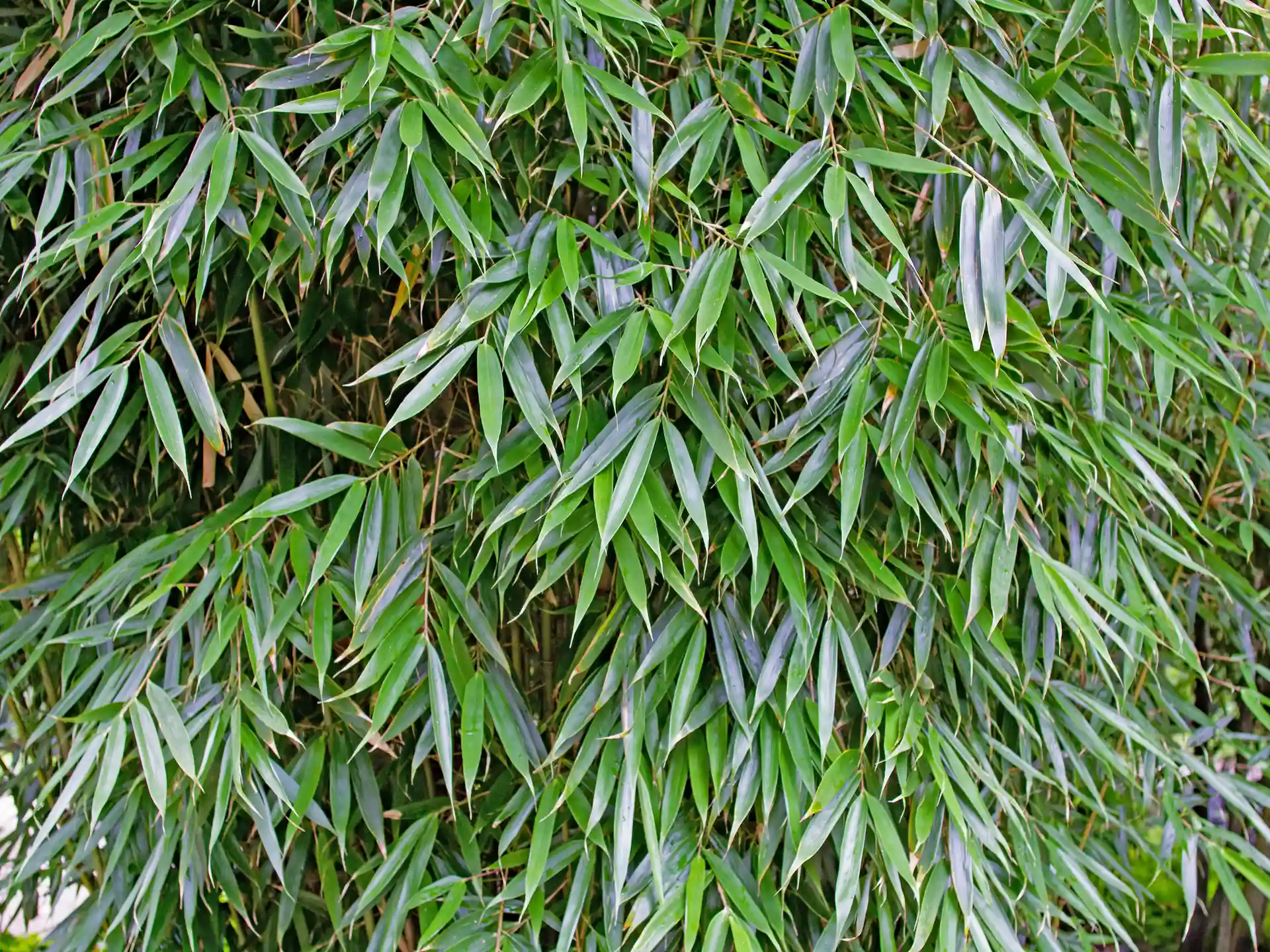 Detailaufnahme der langen, grünen Blätter des Fargesia Robusta Wolong - dekorativer Bambus für Garten und Terrasse.