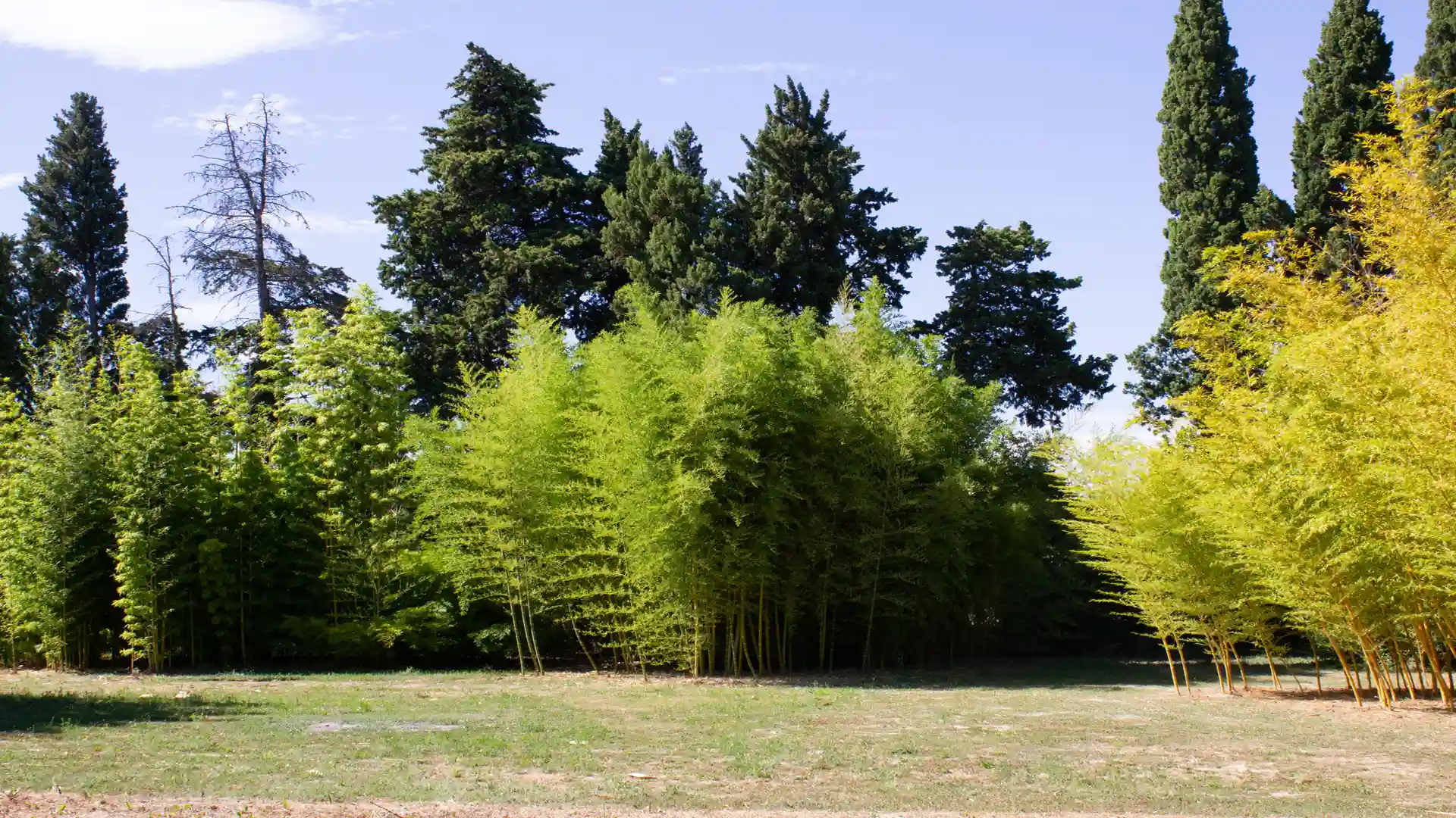 Bambous en Provence 6