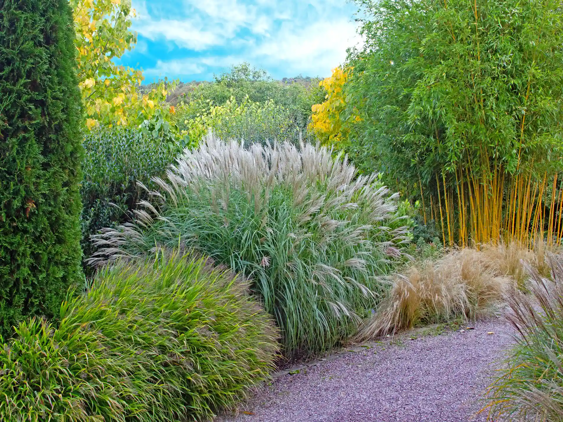 Miscanthus sinensis 'Yakushima Dwarf' in kompaktem Wuchs mit zarten Blütenrispen vor immergrüner Kulisse im spätsommerlichen Garten.
