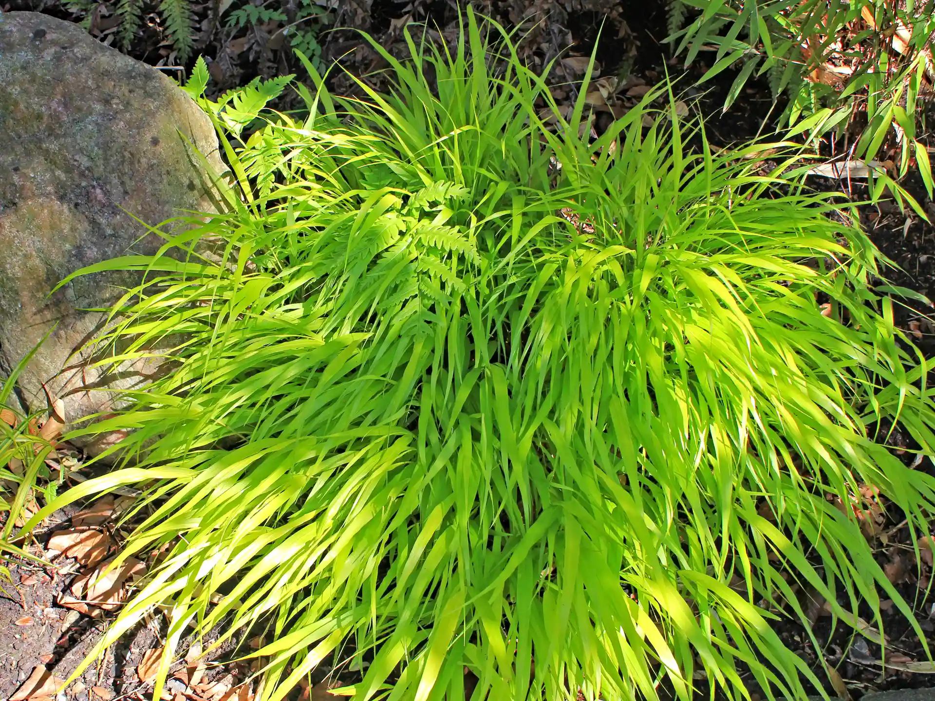 Hellgrünes Hakonechloa macra in Schattengarten, eingerahmt von Natursteinen.