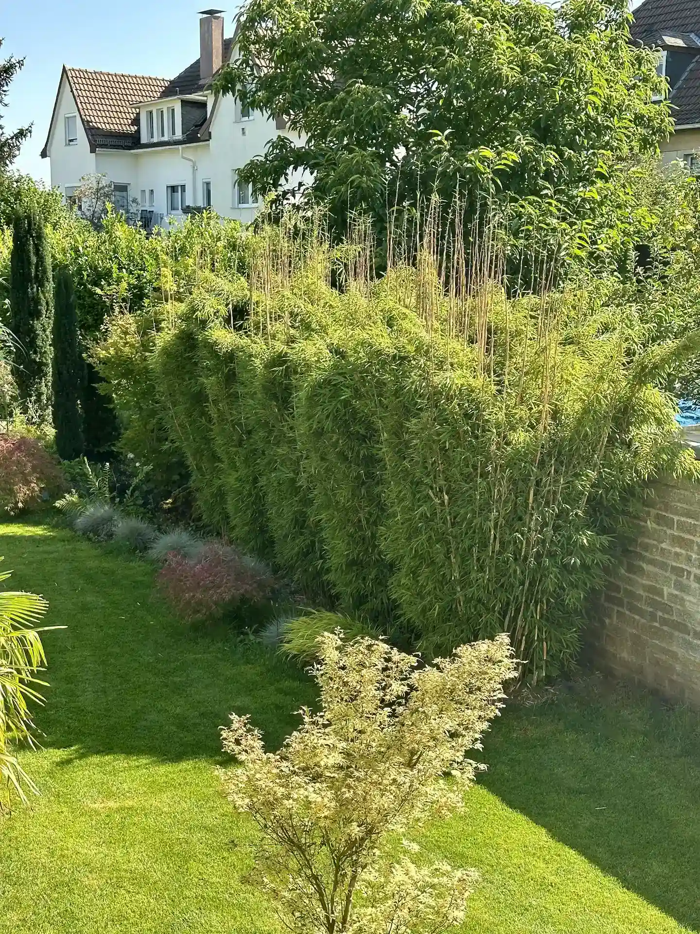 Fargesia 'Watchers of the Skies' als hohe, dichte Hecke in sonnigem Garten - eleganter Sichtschutz mit natürlicher Leichtigkeit.