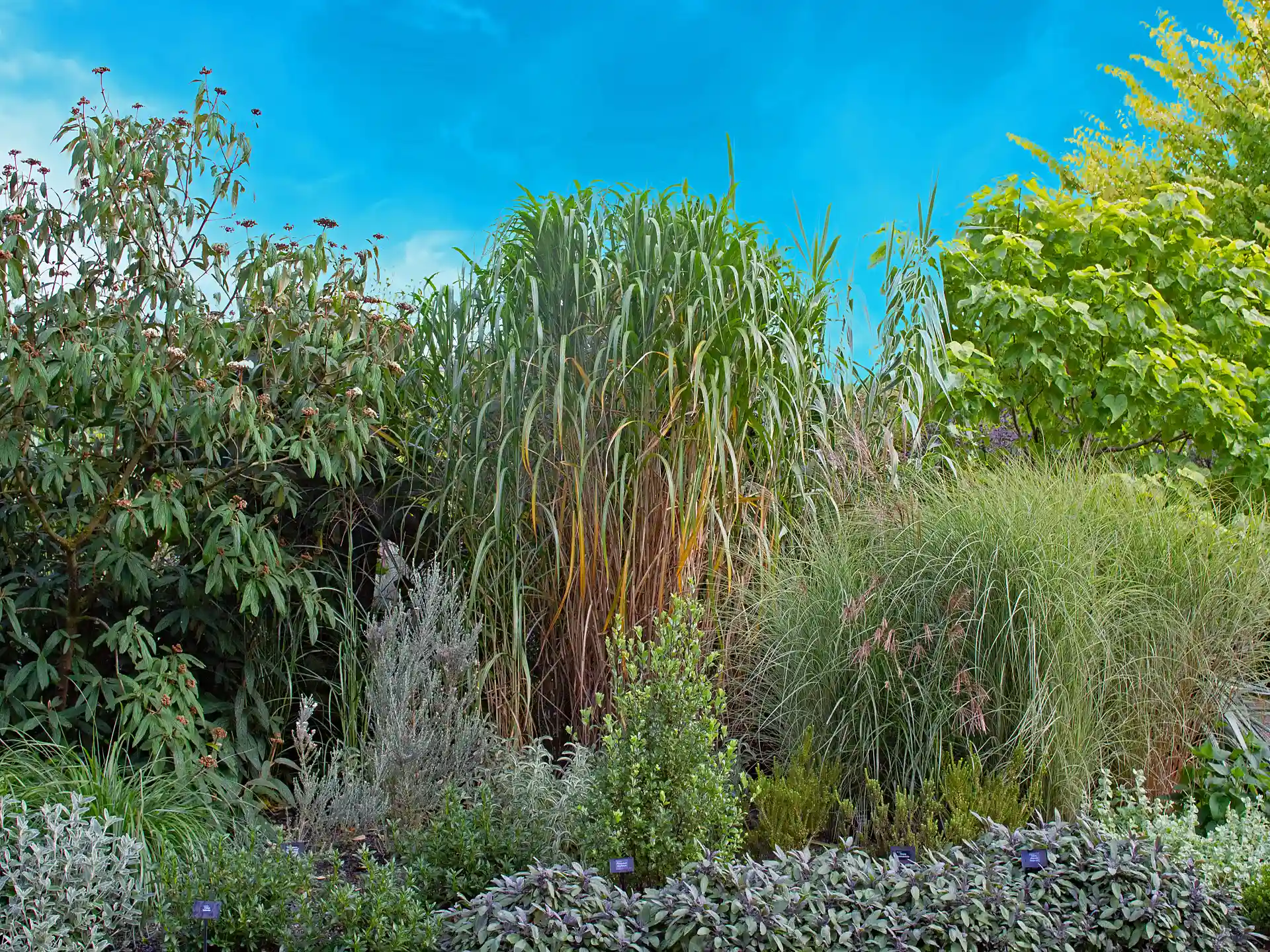Miscanthus 'Giganteus' - Elefantengras