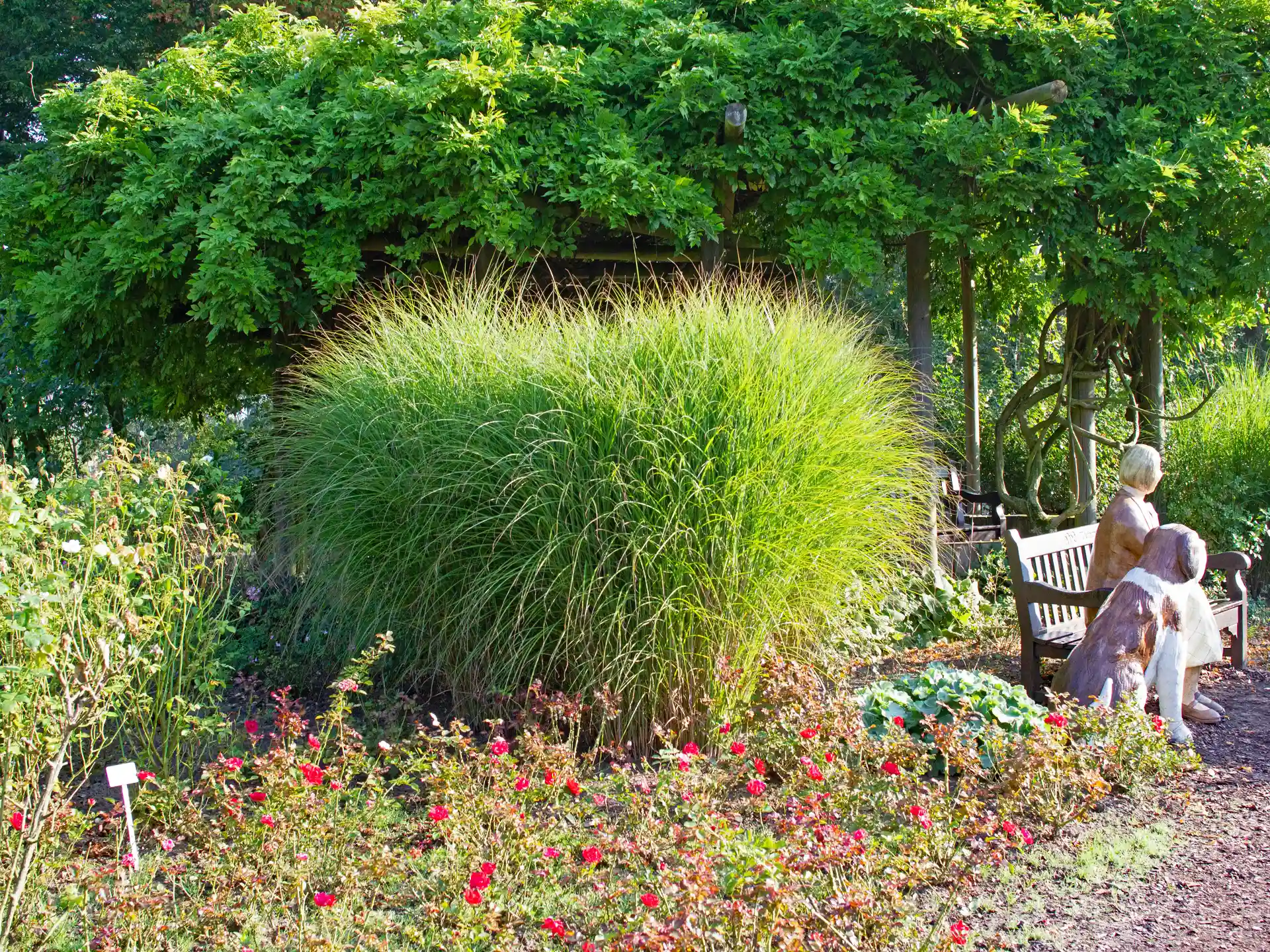 Miscanthus sinensis 'Gracillimus' - dichtwachsendes, elegantes Ziergras mit aufrechtem Wuchs, gut geeignet für Topfbepflanzungen und Terrassen.
