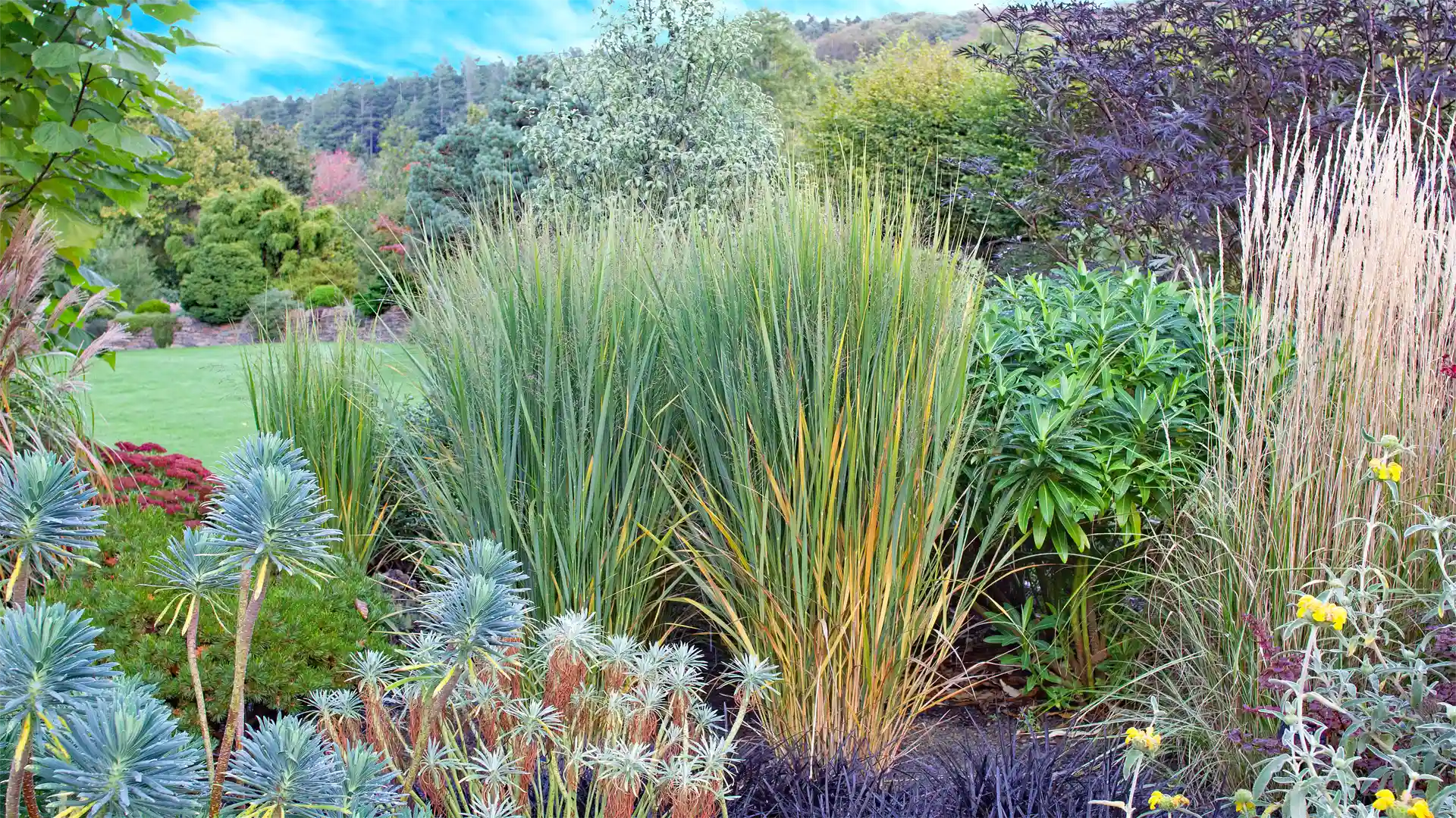 Rutenhirse-Panicum-virgatum-Northwind