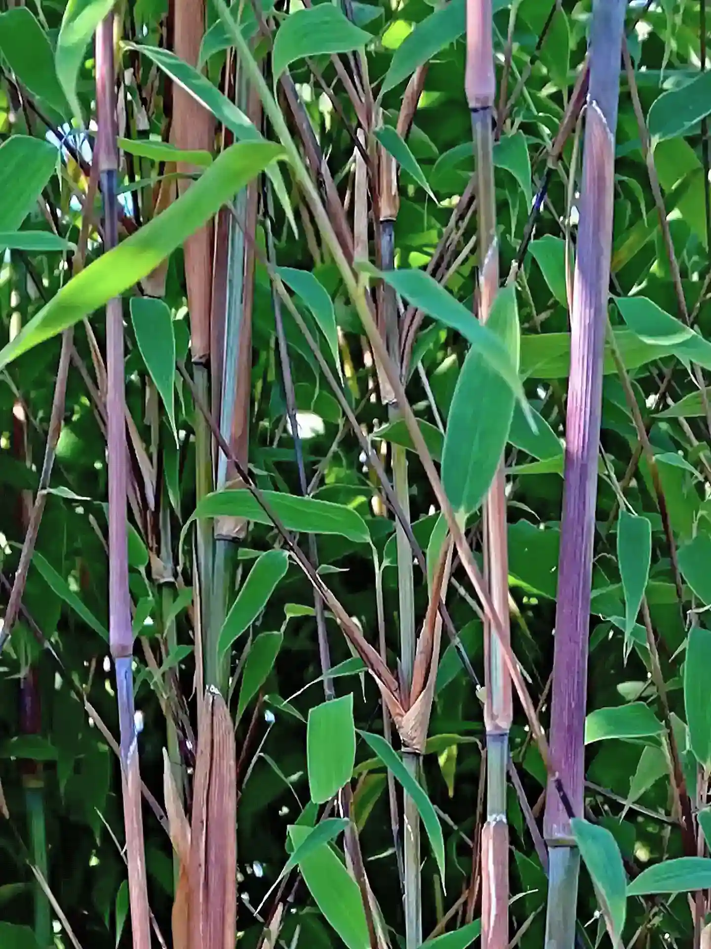 Nahaufnahme der charakteristischen violetten Halme der Fargesia Violet Woods - winterharter Bambus mit einzigartiger Optik.