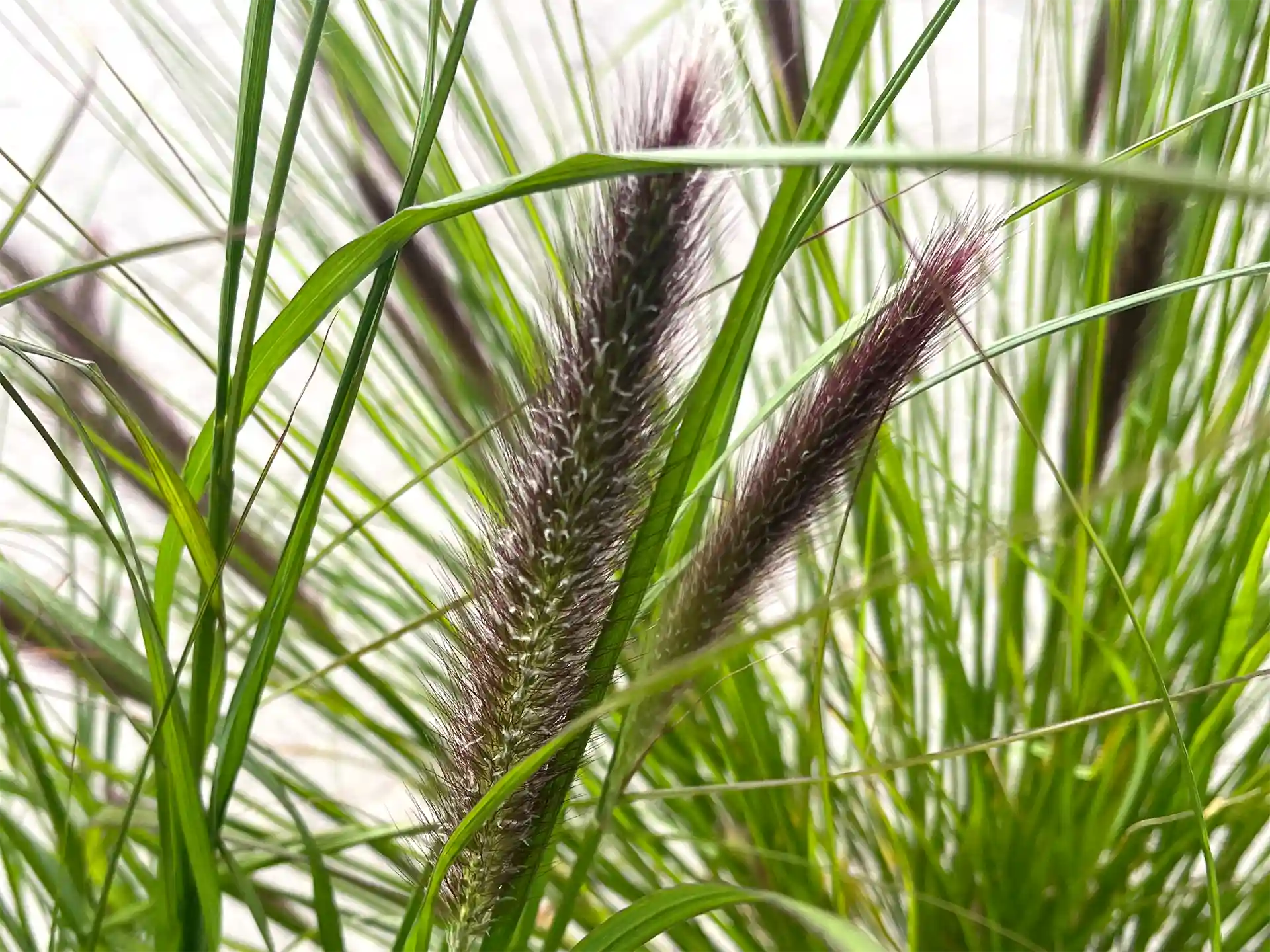 Pennisetum alopecuroides 'Moudry'