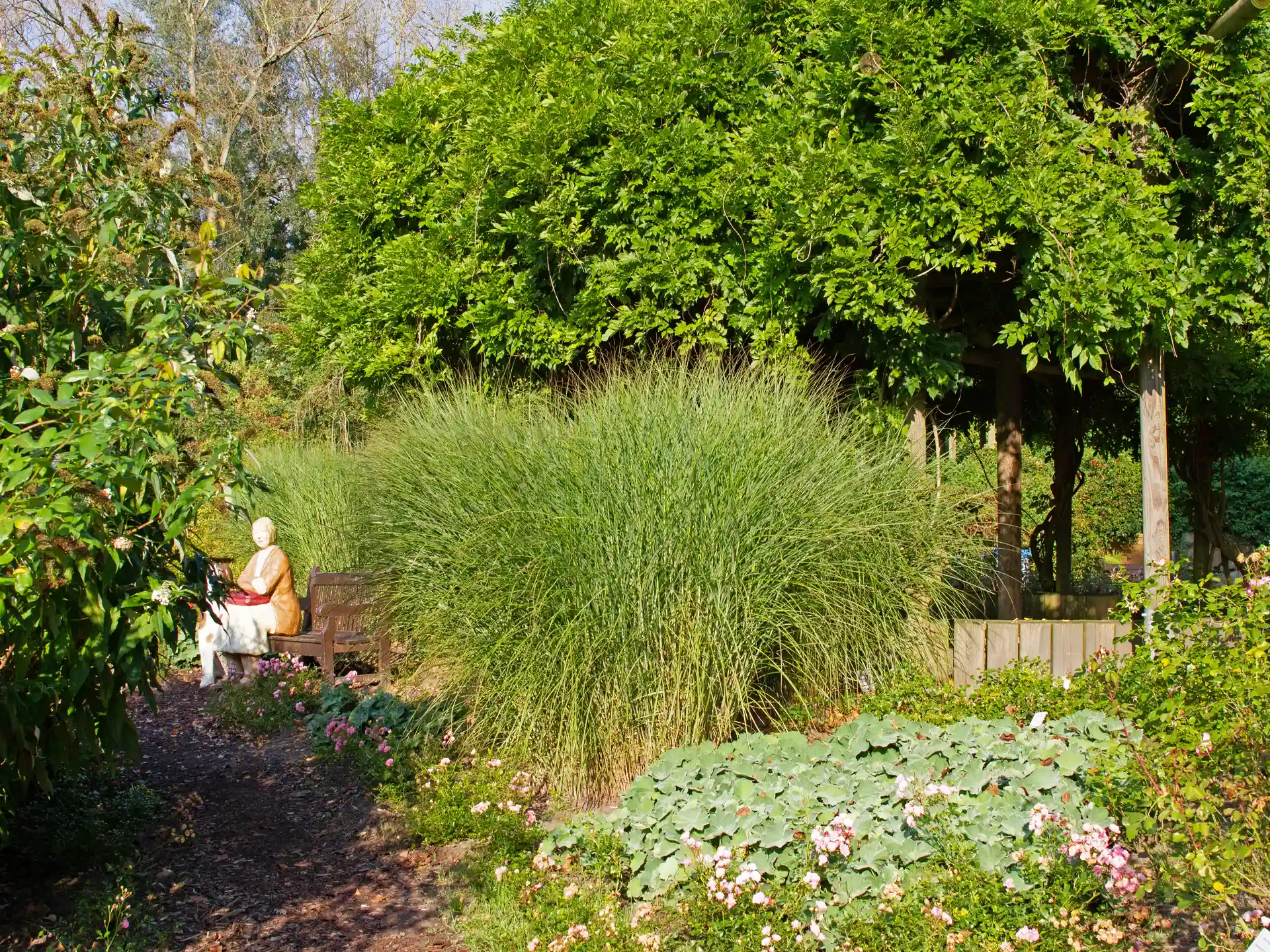 Chinashcilf 'Gracillimus' - kompaktes, dekoratives Ziergras für sonnige Gartenbereiche, mit attraktiver Textur und strukturgebendem Effekt.