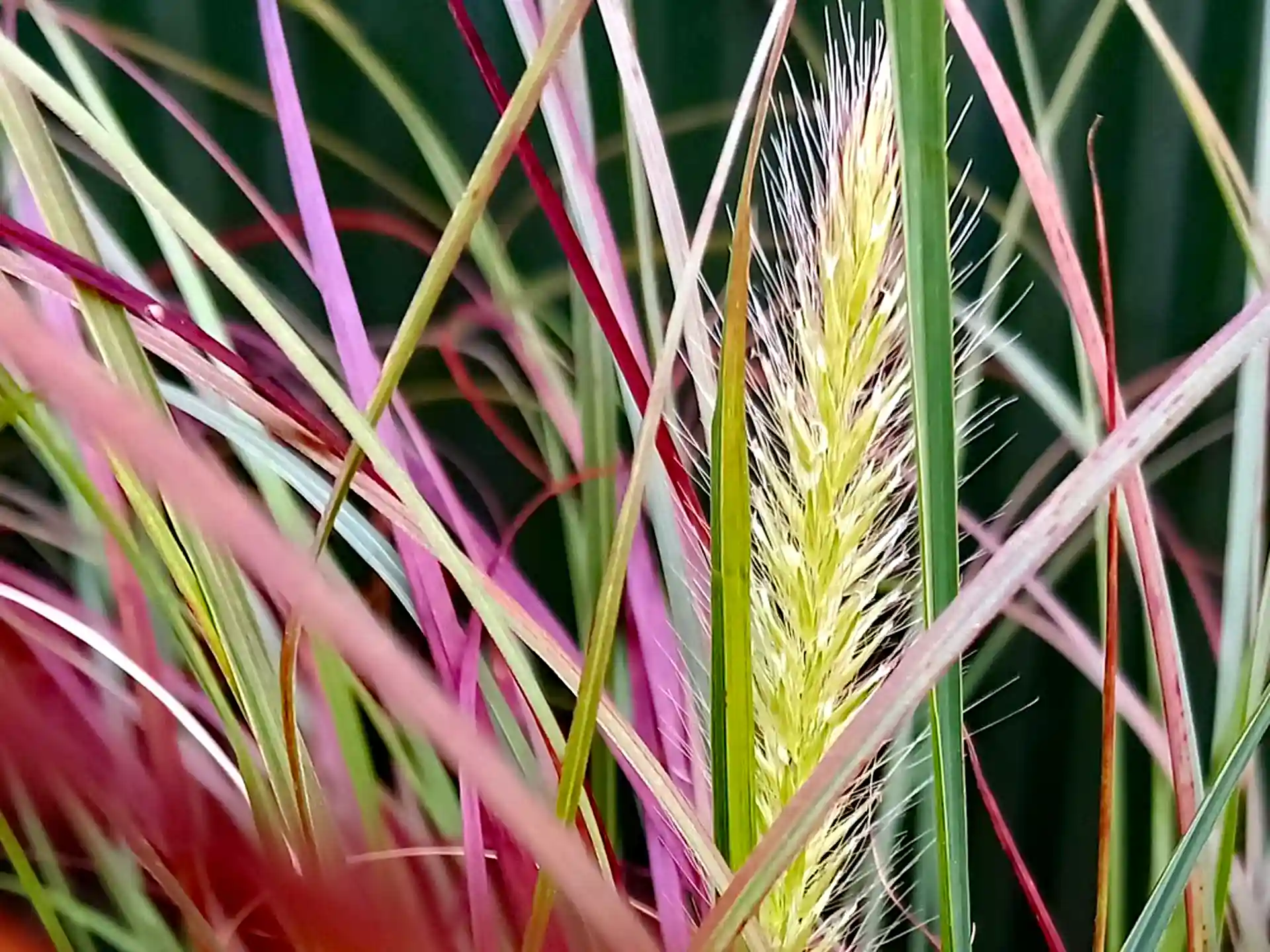 Detailaufnahme von Pennisetum alopecuroides 'Burgundy Bunny' mit dichtem, mehrfarbigen Laub in Grün, Rot und Burgunder sowie gelblichen Blütenähren im Zentrum