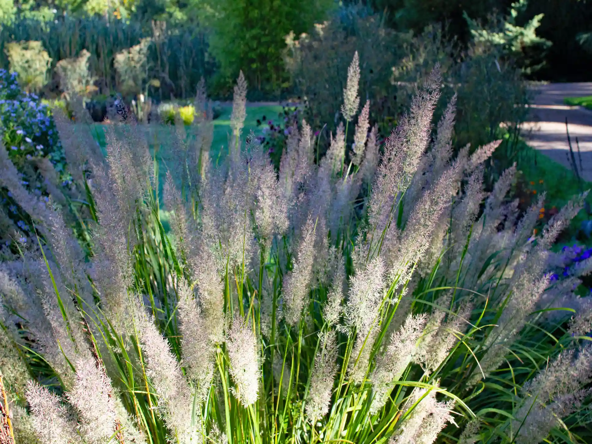Leuchtend blühendes Calamagrostis brachytricha in natürlicher Bepflanzung am Wegesrand, umgeben von spätsommerlicher Vegetation.