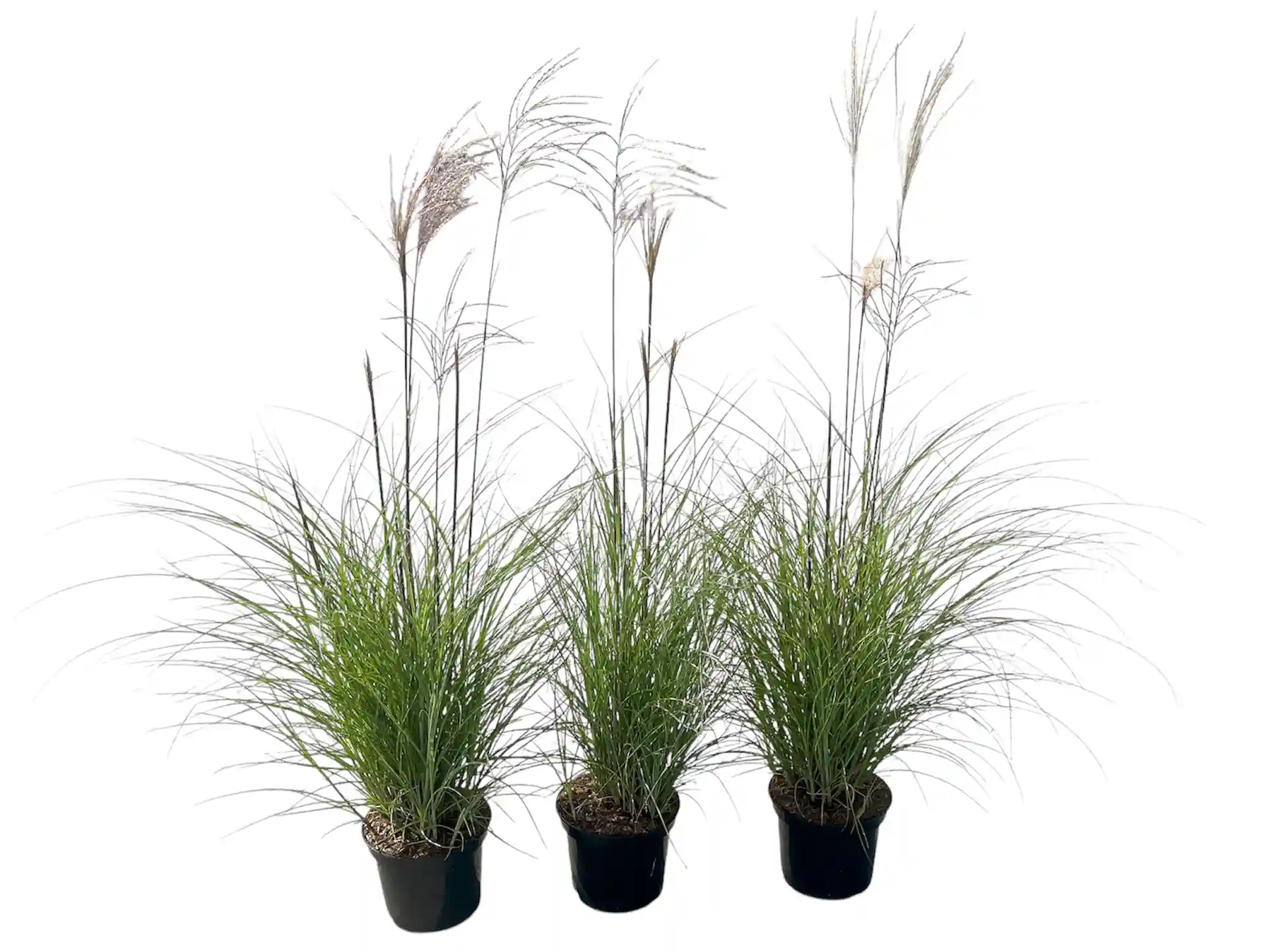 Drei Pflanzen Chinaschilf Miscanthus sinensis Serengeti im Topf – winterhartes, aufrecht wachsendes Ziergras mit eleganten Blütenrispen.