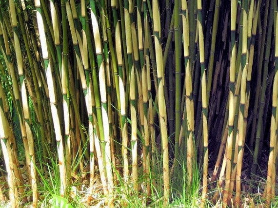 Fargesia robusta 'Campbell' 1