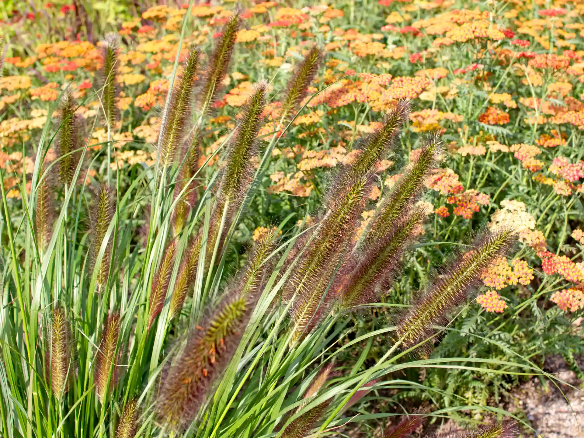 Pennisetum alopecuroides 'Compressum' mit aufrecht stehenden, purpurbraunen Blütenähren und schmalem, grünem Laub vor orangegelb blühender Staudenpflanzung im sommerlichen Garten.
