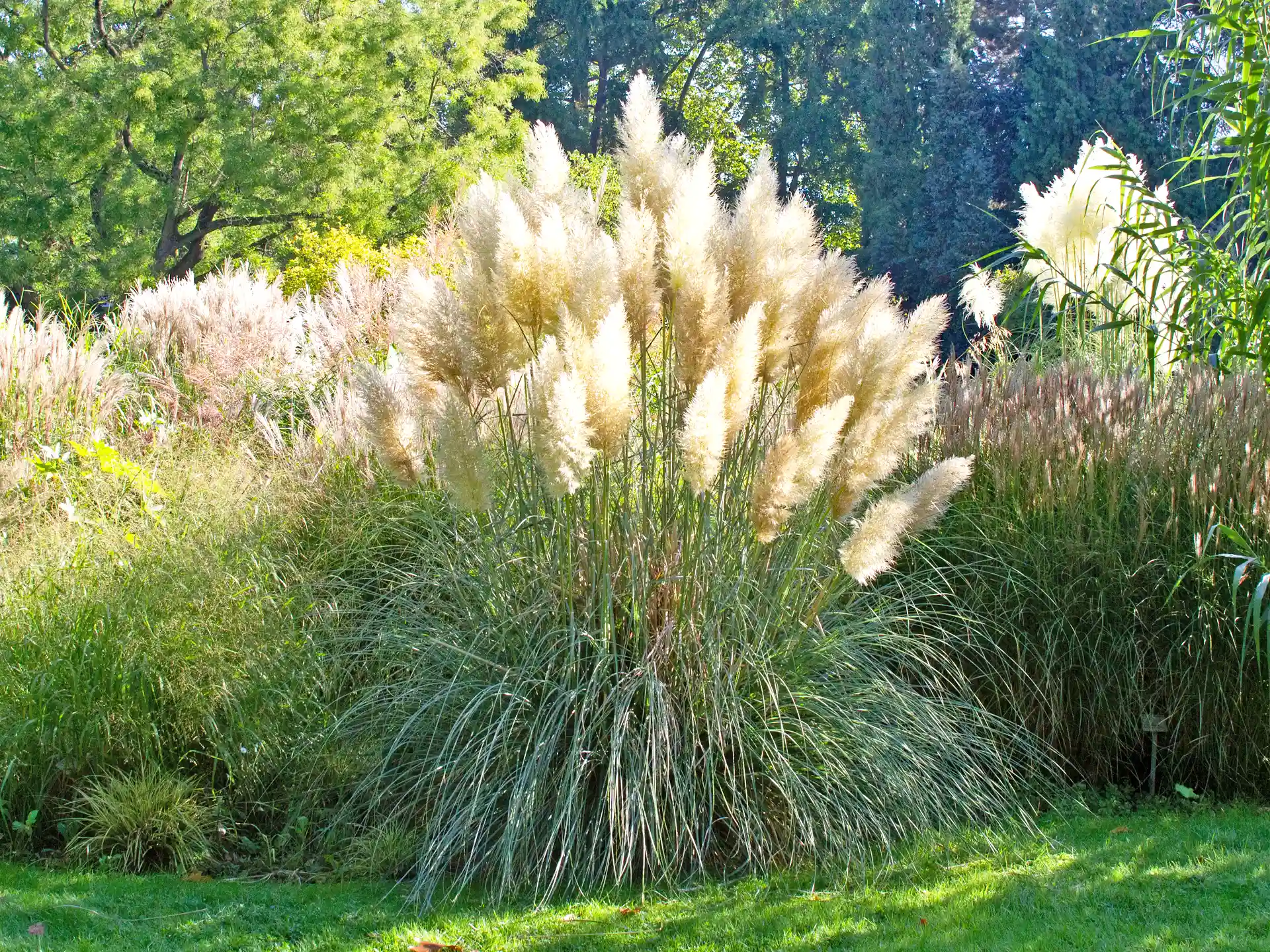 Pampasgras Cortaderia mit großen weißen Wedeln auf sonniger Wiese im Garten.