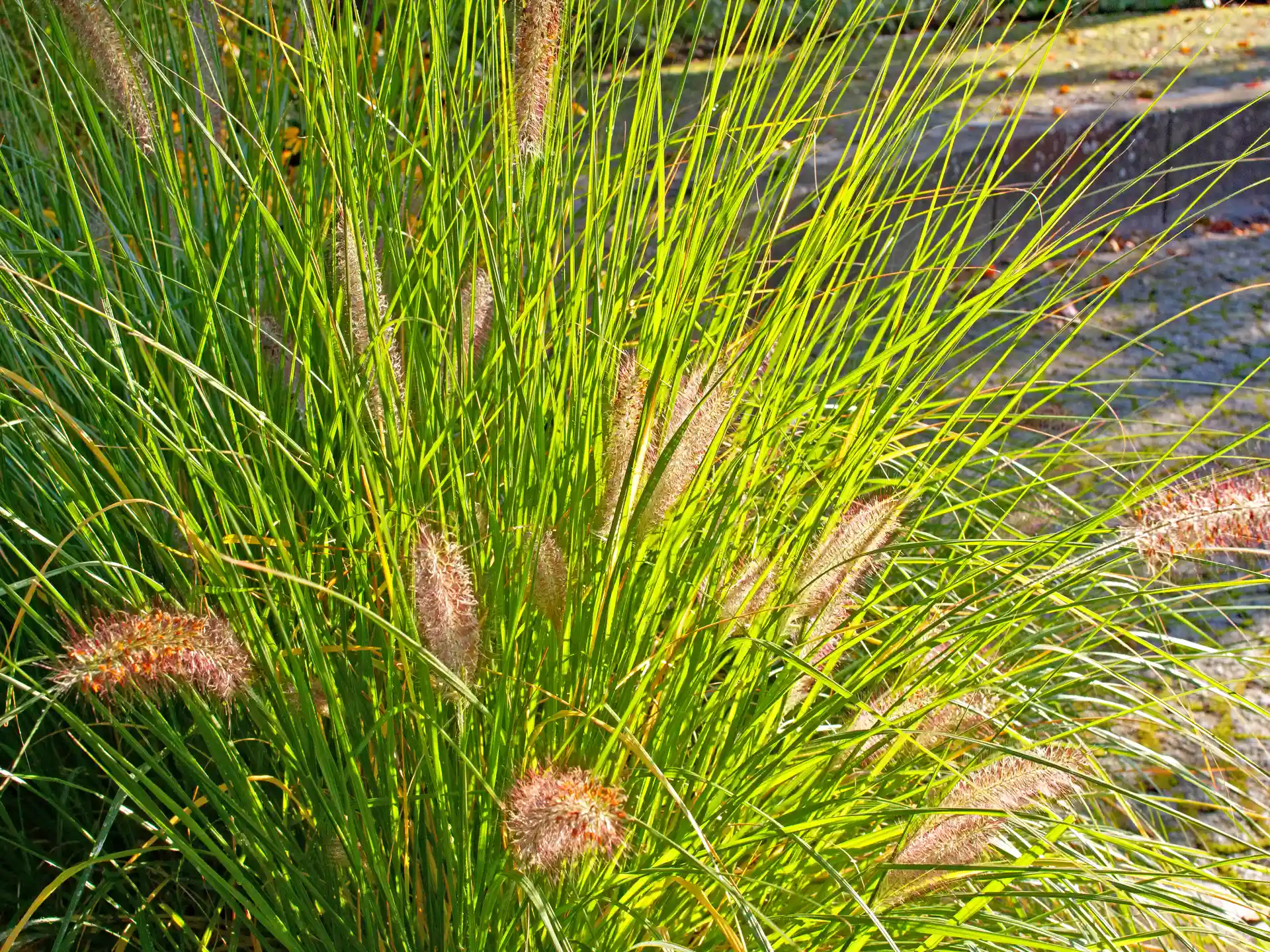 Pennisetum alopecuroides 'Little Bunny' mit zarten, beigefarbenden Blütenähren über feinem, frischgrünem Laub im Sonnenlicht.