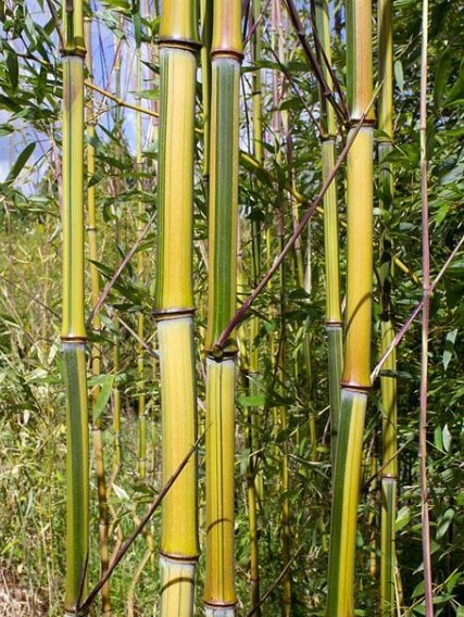 Phyllostachys aureosulcata 'Argus' 2