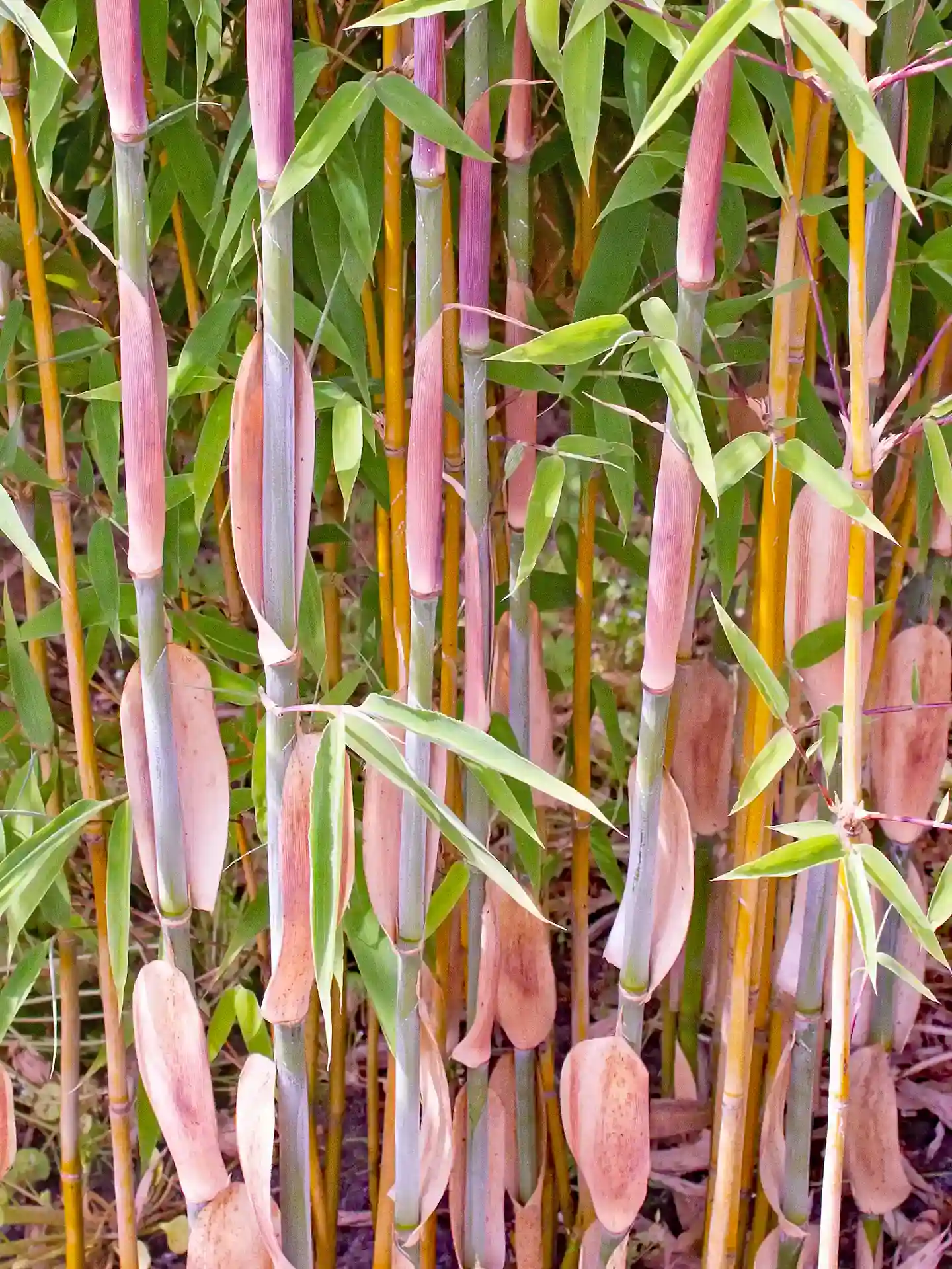 Rötlich-violette Halme des Bambus Fargesia 'Marabu' - dekorativer Farbkontrast von winterhartem Gartenbambus.